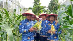 Dukung Program Ketahanan Pangan, Rutan Batam Sukses Panen Jagung Sebanyak 250 KG