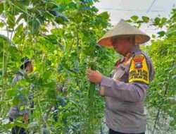 Wujudkan Swasembada Pangan Lewat Asta Cita, Kapolsek KKP Batam Panen Raya di Kebun Seluas 2 Hektar