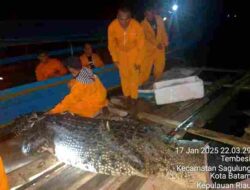 Polsek Bulang Bersama Tim Patroli Berhasil Amankan 20 Ekor Buaya PT.PJK