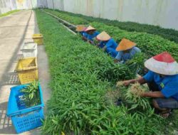 Dukung Program Ketahanan Pangan Nasional, Rutan Batam Berhasil Panen 140 Kg Sayur Kangkung dan Bayam