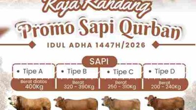 Berikan Kurban Terbaik Anda di Raja Kandang, Beli 3 Ekor Sapi Free 1 Ekor Kambing